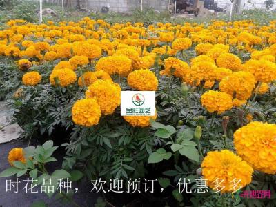 万寿菊