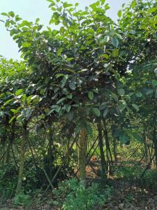 高山榕袋苗15分