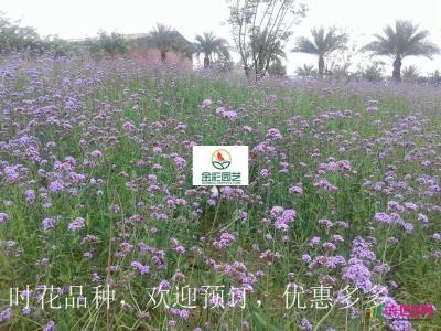 马鞭草花海