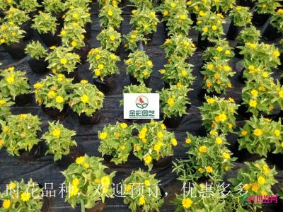 黄帝菊