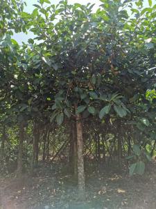 高山榕袋苗15分