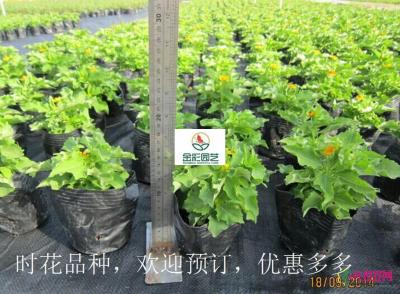 黄帝菊