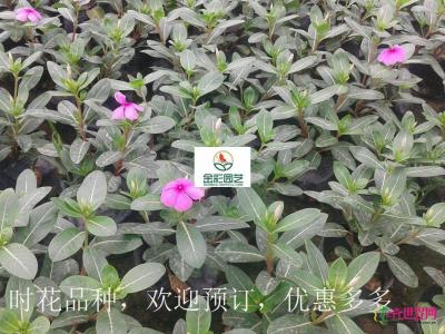 长春花