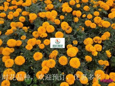 万寿菊