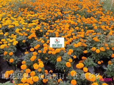 万寿菊