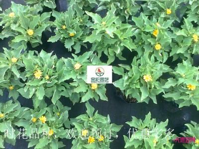 黄帝菊
