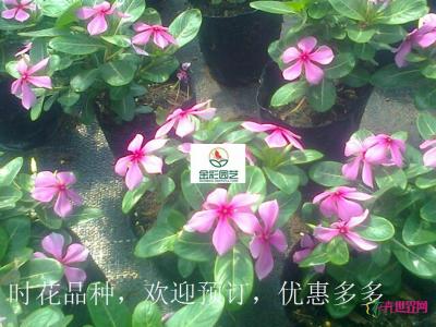 长春花